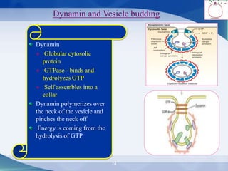 24
Dynamin and Vesicle budding
Dynamin
 Globular cytosolic
protein
 GTPase - binds and
hydrolyzes GTP
 Self assembles into a
collar
Dynamin polymerizes over
the neck of the vesicle and
pinches the neck off
Energy is coming from the
hydrolysis of GTP
 