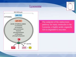 25
Lysosome
☼ The endpoint of the endocytosis
pathway for many molecules is the
lysosome, a highly acidic organelle
rich in degradative enzymes.
 