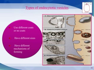 Types of endocytotic vesicles
26
Use different coats
or no coats
Have different sizes
Have different
mechanisms of
forming
 
