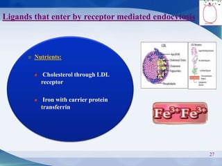 Ligands that enter by receptor mediated endocytosis
27
Nutrients:
Cholesterol through LDL
receptor
Iron with carrier protein
transferrin
 