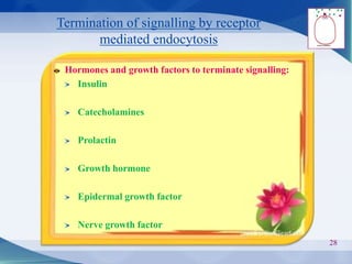 Termination of signalling by receptor
mediated endocytosis
28
Hormones and growth factors to terminate signalling:
Insulin
Catecholamines
Prolactin
Growth hormone
Epidermal growth factor
Nerve growth factor
 