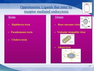 Opportunistic Ligands that enter by
receptor mediated endocytosis
29
Toxins
Diphtheria toxin
Pseudomonas toxin
Cholera toxin
Viruses
Rous sarcoma virus
Vesicular stomatitis virus
Adenovirus
 