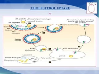 CHOLESTEROL UPTAKE
32
 