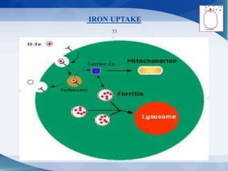 IRON UPTAKE
33
 