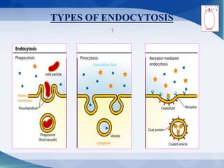 TYPES OF ENDOCYTOSIS
7
 