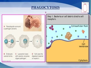 PHAGOCYTOSIS
8
 