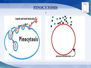 PINOCYTOSIS
9
 