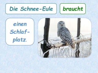 Die Schnee-Eule braucht
einen
Schlaf-
platz.
 