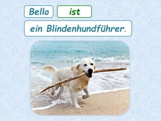 Bello ist
ein Blindenhundführer.
 