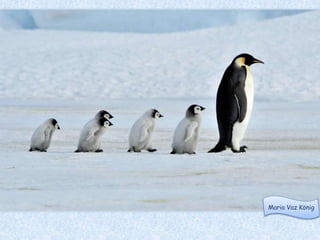 Pingu fährt morgen.
 