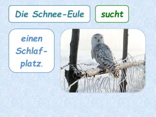 Die Schnee-Eule sucht
eine
Beute.
 