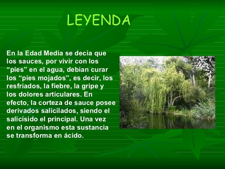 Sauce llorón(pablo y alejandro)