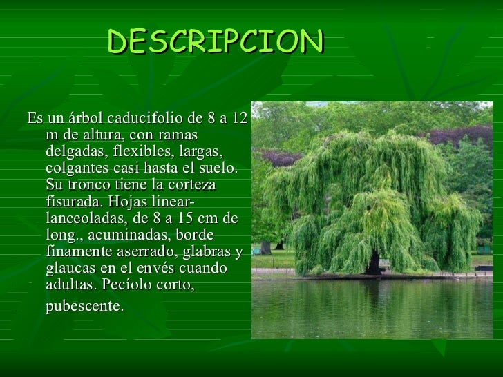 Sauce llorón(pablo y alejandro)