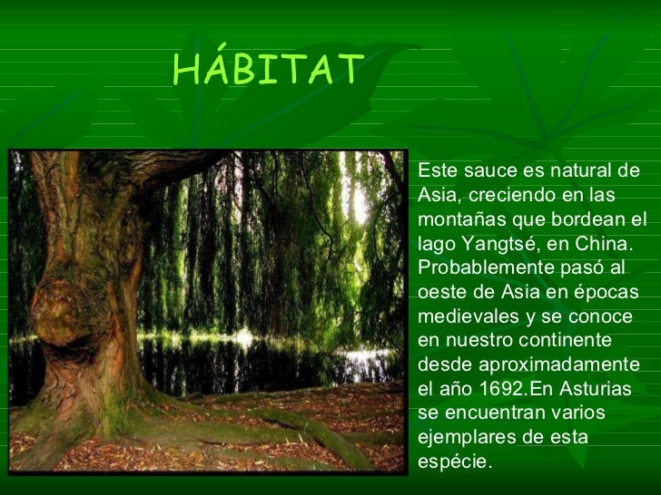 Sauce llorón(pablo y alejandro)