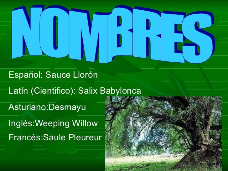 Sauce llorón(pablo y alejandro)