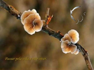 Passar pela vida e não viver. 