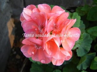 Tanta saudade já não aguento
 