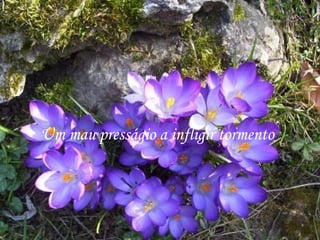 Um mau presságio a infligir tormento
 