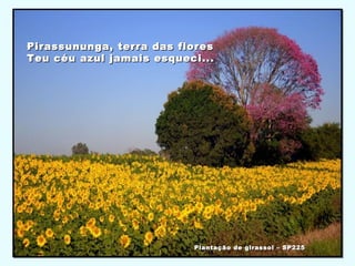 Pirassununga, terra das floresPirassununga, terra das flores
Teu céu azul jamais esqueci...Teu céu azul jamais esqueci...
Plantação de girassol – SP225Plantação de girassol – SP225
 