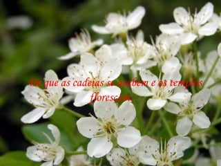 De que as cadeias se acabem e os templos
              floresçam.
 