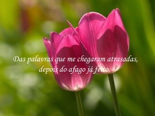 Das palavras que me chegaram atrasadas,
        depois do afago já feito.
 