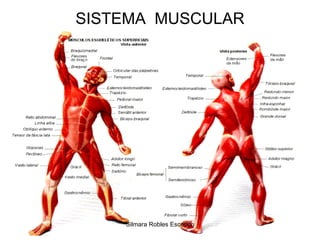 SISTEMA  MUSCULAR Silmara Robles Escorsin 