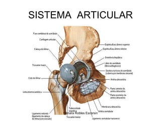 SISTEMA  ARTICULAR Silmara Robles Escorsin 