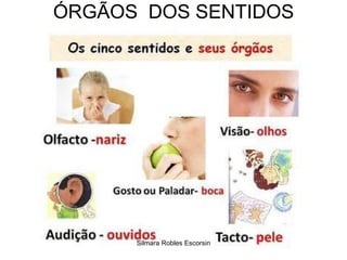 ÓRGÃOS  DOS SENTIDOS Silmara Robles Escorsin 
