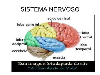 SISTEMA NERVOSO Silmara Robles Escorsin 
