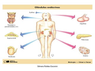Silmara Robles Escorsin 