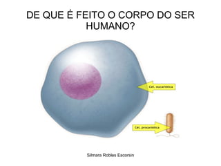 DE QUE É FEITO O CORPO DO SER HUMANO? Silmara Robles Escorsin 