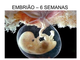EMBRIÃO – 6 SEMANAS Silmara Robles Escorsin 