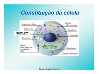 Silmara Robles Escorsin 