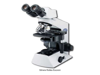 Silmara Robles Escorsin 