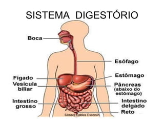 SISTEMA  DIGESTÓRIO Silmara Robles Escorsin 