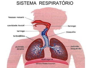 SISTEMA  RESPIRATÓRIO Silmara Robles Escorsin 