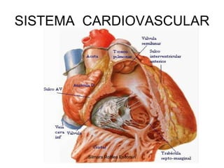 SISTEMA  CARDIOVASCULAR Silmara Robles Escorsin 