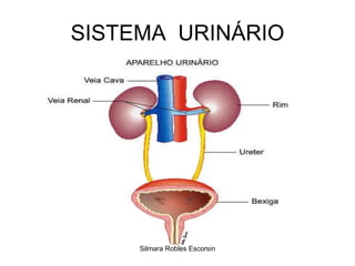 SISTEMA  URINÁRIO Silmara Robles Escorsin 