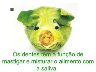 Os dentes têm a função de mastigar e misturar o alimento com a saliva.  