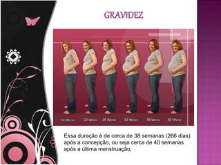 Essa duração é de cerca de 38 semanas (266 dias)
após a concepção, ou seja cerca de 40 semanas
após a última menstruação.
 