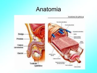 Anatomia
 