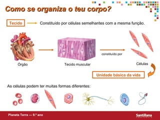 Como se organiza o teu corpo?
 Tecido              Constituído por células semelhantes com a mesma função.




                                                     constituído por


      Órgão                      Tecido muscular                       Células


                                                   Unidade básica da vida

As células podem ter muitas formas diferentes:




Planeta Terra — 9.º ano
 