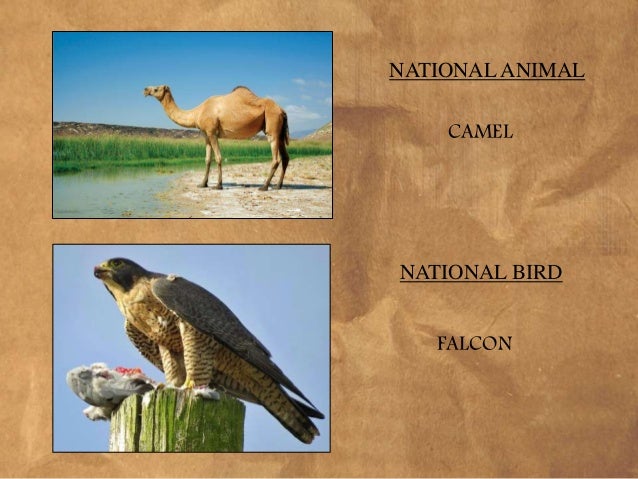 Saudi Arabia Explained