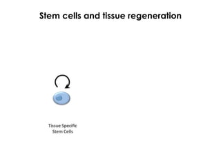 Stem cells and tissue regeneration
 