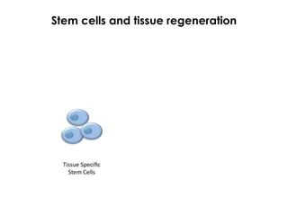 Palmer et al. J Comp. Neurol. 2000
Mirzadeh et al. Cell Stem Cell 2008
 