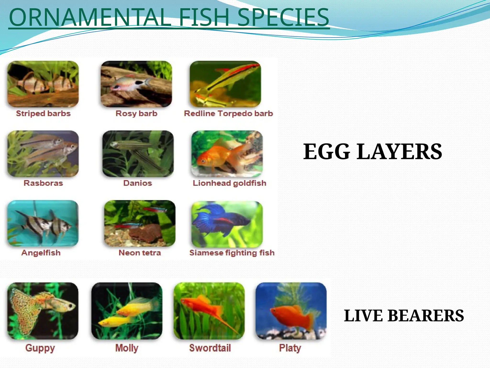 ORNAMENTAL FISH SPECIES
EGG LAYERS
LIVE BEARERS
 
