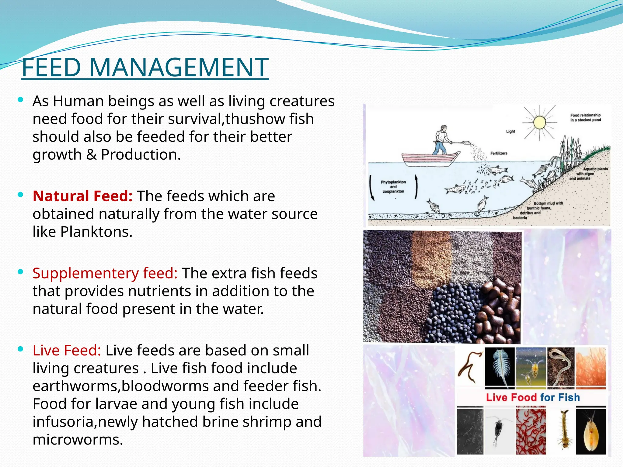 FEED MANAGEMENT
 As Human beings as well as living creatures
need food for their survival,thushow fish
should also be feeded for their better
growth & Production.
 Natural Feed: The feeds which are
obtained naturally from the water source
like Planktons.
 Supplementery feed: The extra fish feeds
that provides nutrients in addition to the
natural food present in the water.
 Live Feed: Live feeds are based on small
living creatures . Live fish food include
earthworms,bloodworms and feeder fish.
Food for larvae and young fish include
infusoria,newly hatched brine shrimp and
microworms.
 