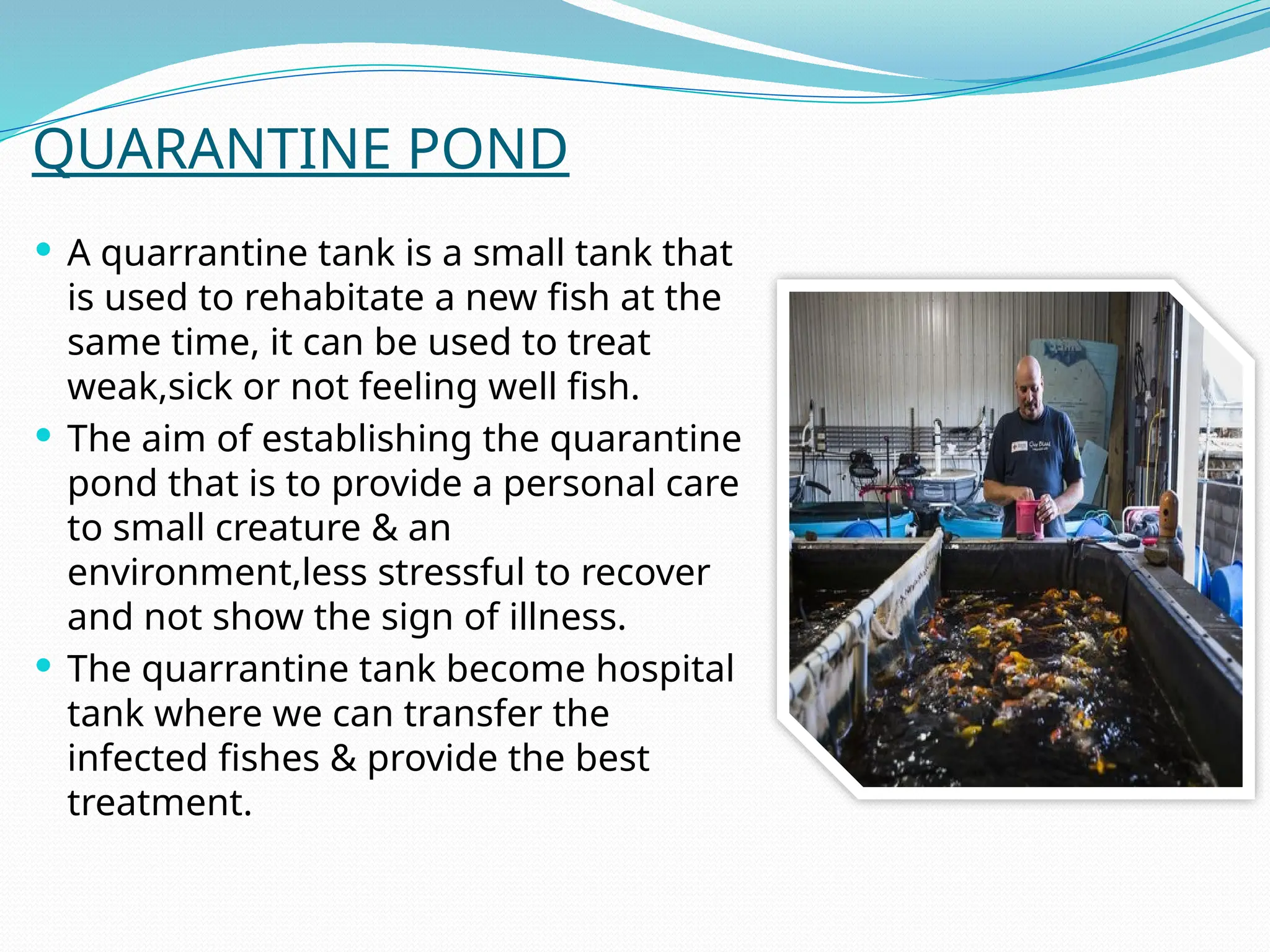 QUARANTINE POND
 A quarrantine tank is a small tank that
is used to rehabitate a new fish at the
same time, it can be used to treat
weak,sick or not feeling well fish.
 The aim of establishing the quarantine
pond that is to provide a personal care
to small creature & an
environment,less stressful to recover
and not show the sign of illness.
 The quarrantine tank become hospital
tank where we can transfer the
infected fishes & provide the best
treatment.
 