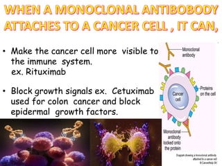 • Make the cancer cell more visible to
the immune system.
ex. Rituximab
• Block growth signals ex. Cetuximab
used for colon cancer and block
epidermal growth factors.
 