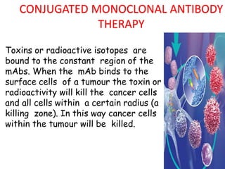 CONJUGATED MONOCLONAL ANTIBODY
THERAPY
Toxins or radioactive isotopes are
bound to the constant region of the
mAbs. When the mAb binds to the
surface cells of a tumour the toxin or
radioactivity will kill the cancer cells
and all cells within a certain radius (a
killing zone). In this way cancer cells
within the tumour will be killed.
 